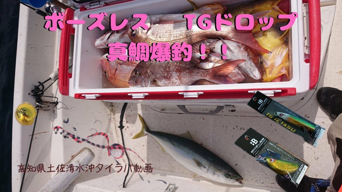 ボーズレスのタイラバ【ＴＧドロップ】で真鯛爆釣！！高知県土佐清水沖タイラバ動画