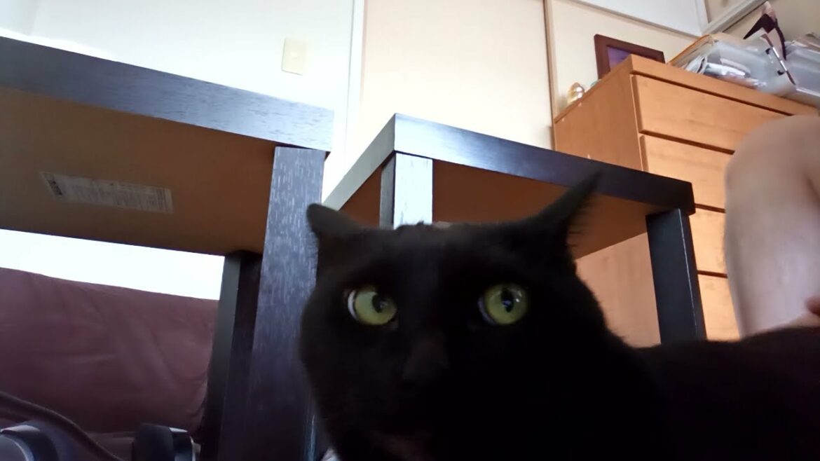 猫お尻トントン14　音楽：オーケストラ11