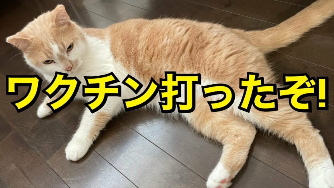 ワクチン接種の全てをお話します！笑