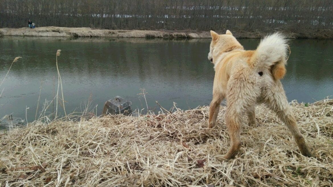 アイヌ犬　牙狼VS毛布2　ainudog