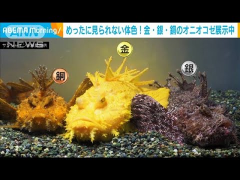金・銀・銅!? 3色の「オニオコゼ」展示中(2021年8月3日) 金・銀・銅!? 3色の「オニオコゼ」展示中(2021年8月3日)