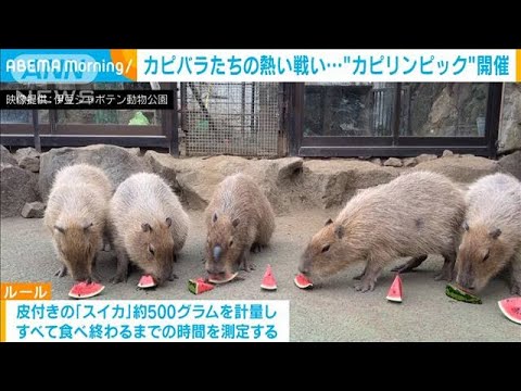 「カピリンピック」開催! スイカ早食いの熱き戦い(2021年8月5日) 「カピリンピック」開催! スイカ早食いの熱き戦い(2021年8月5日)