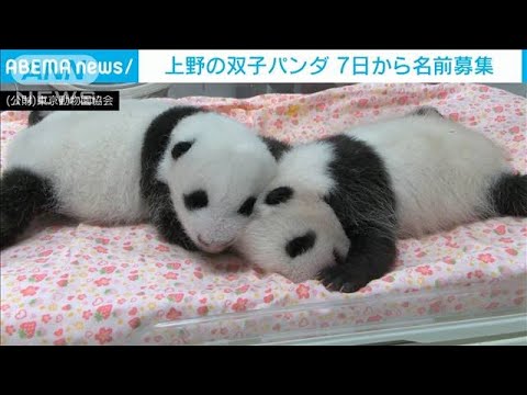 上野の双子パンダ 7日から名前の募集を開始 21年8月6日 News Wacoca Japan People Life Style 上野の双子パンダ 7日から名前の募集を開始 21年8月6日 News Wacoca Japan People Life Style