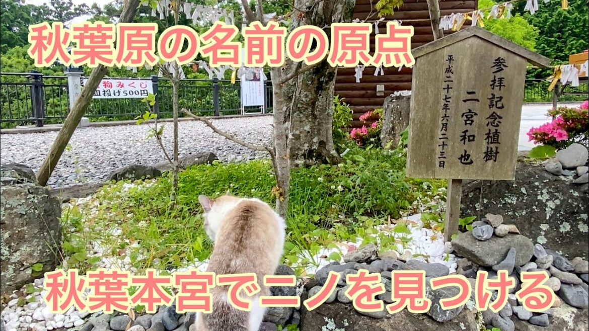 秋葉神社の総本宮でニノこと二宮和也を見つけました