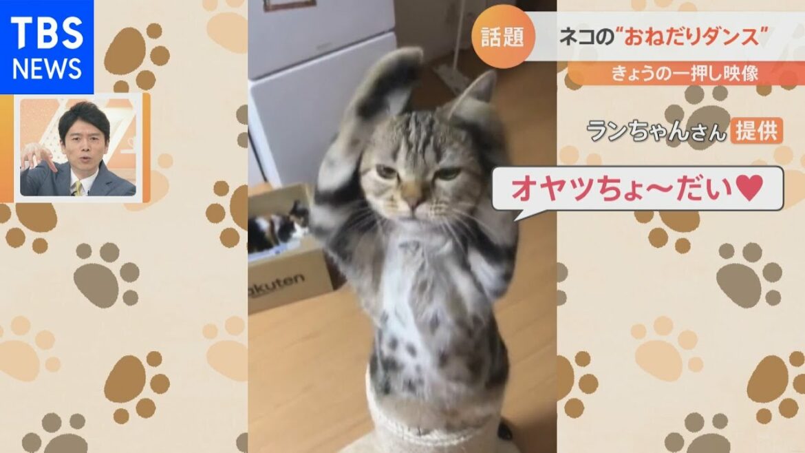 エサを“おねだりダンス”する猫【Ｎスタ】