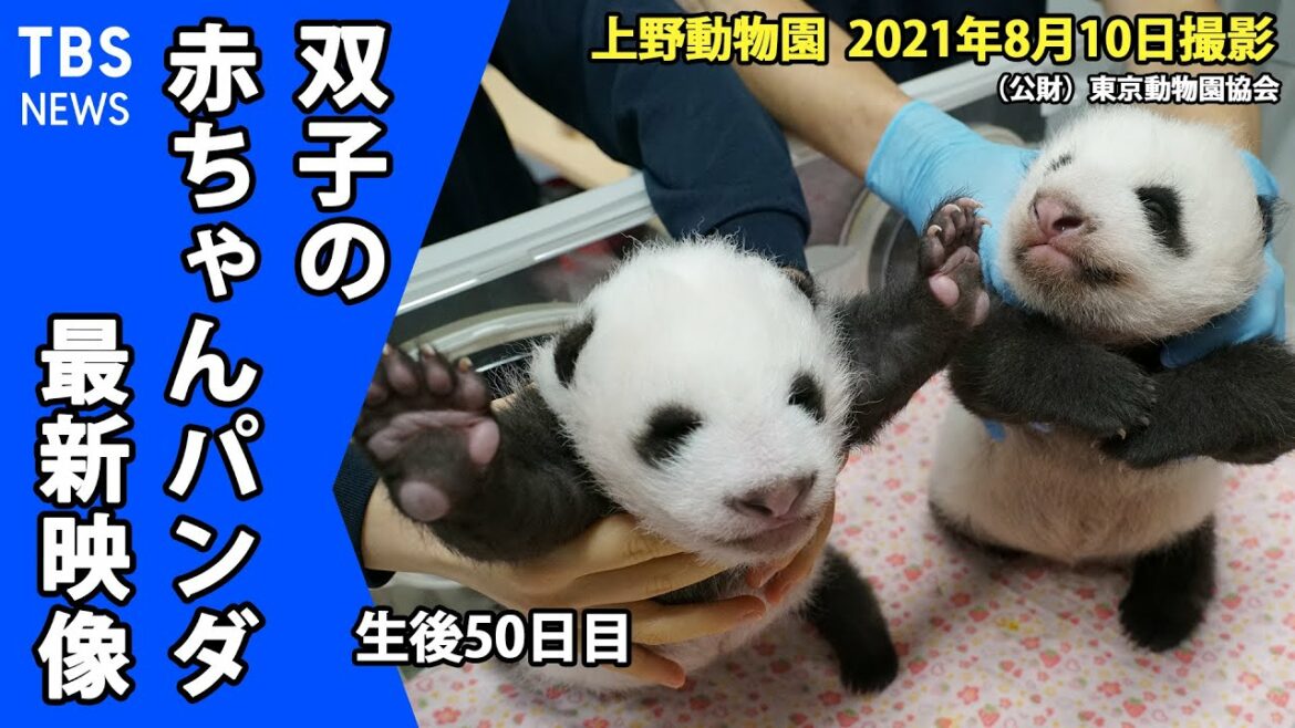 【最新映像】上野動物園・双子の赤ちゃんパンダ ２頭ともうっすら目が開いたことを確認