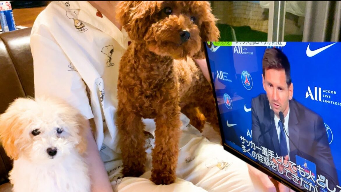 【速報】メッシのPSG移籍のニュースに悲しむ二匹の子犬が可愛すぎた...