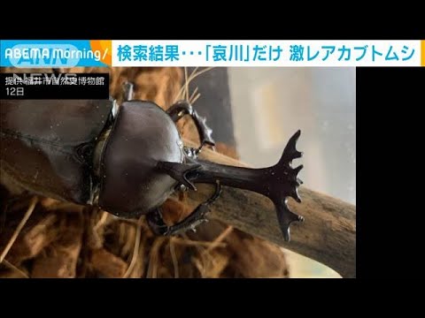 “激レア”カブトムシ!?検索も「哀川さんだけ・・・」(2021年8月16日) “激レア”カブトムシ!?検索も「哀川さんだけ・・・」(2021年8月16日)