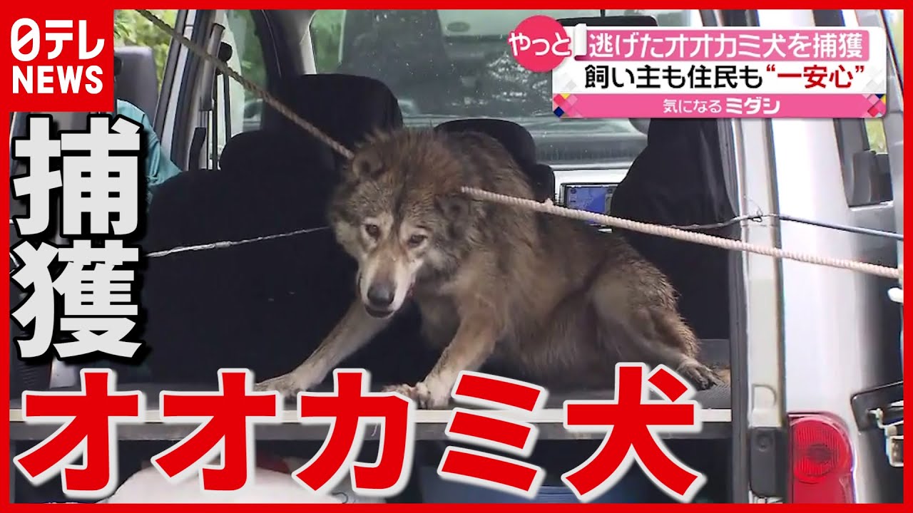 捕獲 逃げたペットの オオカミ犬 無事捕獲 News Wacoca Japan People Life Style