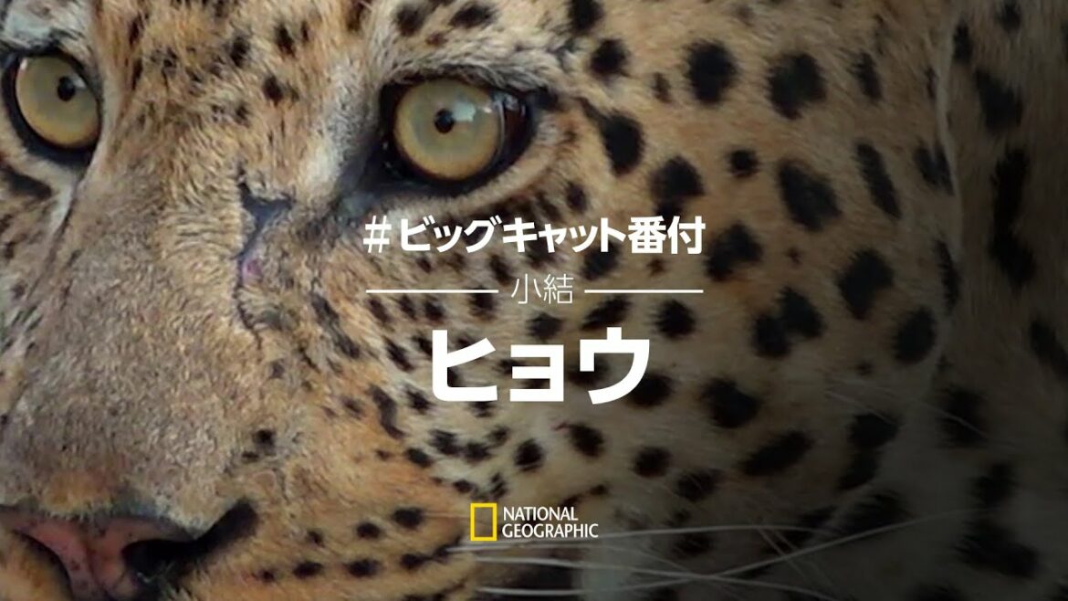 【全編配信】ヒョウ：王家の一族 (声：斉藤壮馬) - #ビッグキャット番付 (小結) | ナショジオ