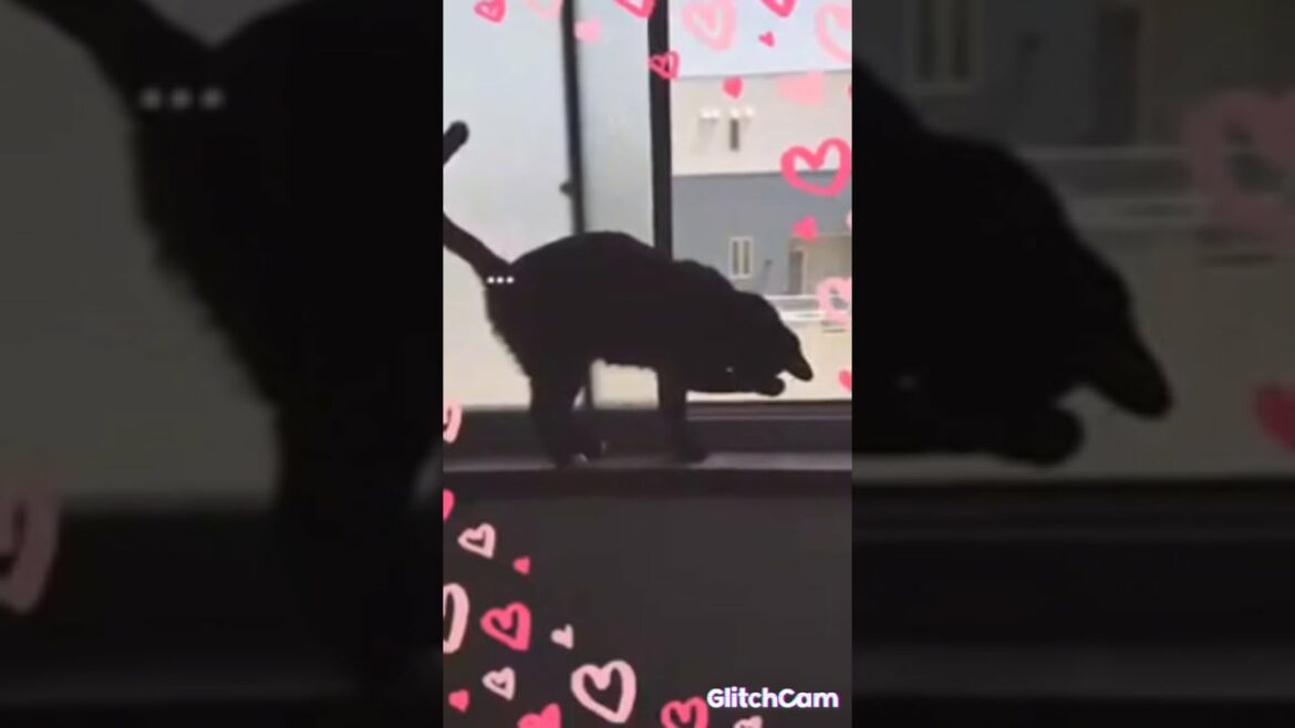 cat video2 3/ぬこ動画2 3