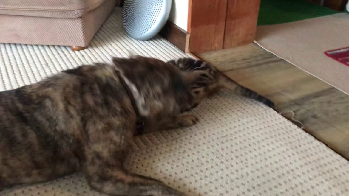 Hokkaido dog and cat  アイヌ犬