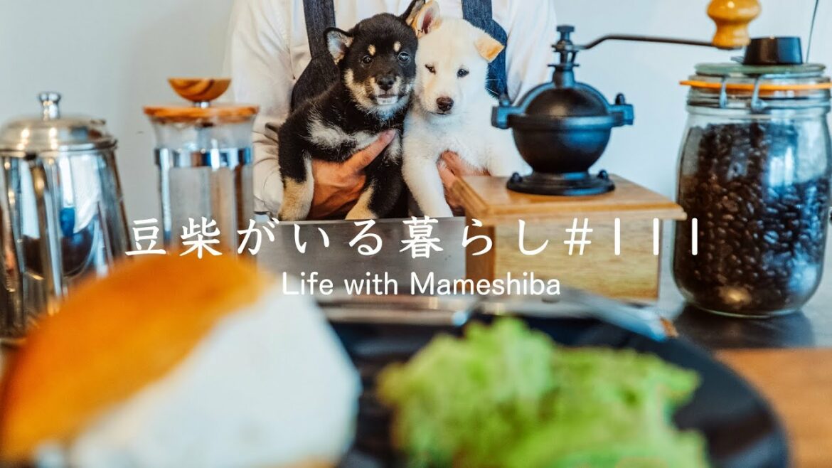 ついに念願の豆柴カフェをOPENしました
