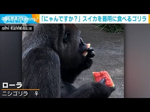 夏はやっぱりコレだ!スイカを器用に食べるゴリラ(2021年8月27日) 夏はやっぱりコレだ!スイカを器用に食べるゴリラ(2021年8月27日)
