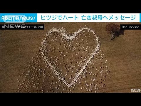 ヒツジで大きなハート描き・・・亡き叔母へメッセージ(2021年8月28日) ヒツジで大きなハート描き・・・亡き叔母へメッセージ(2021年8月28日)