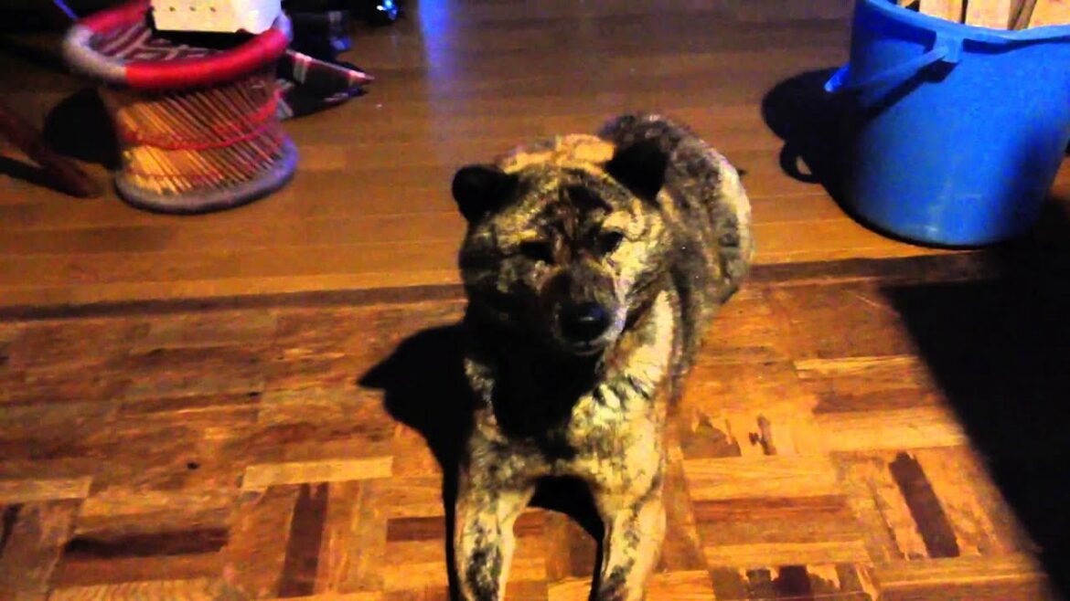 Hokkaido dog  北海道犬   アイヌ犬 虎