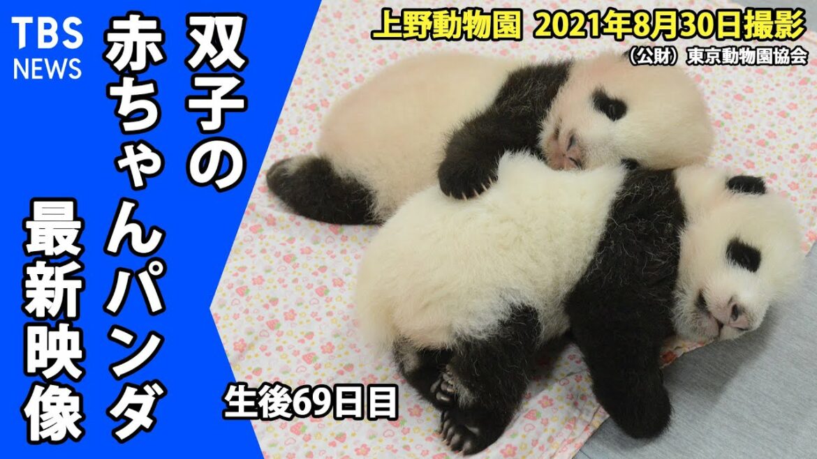 【最新映像】上野動物園 双子の赤ちゃんパンダ 保育器の外に（８月３０日撮影）