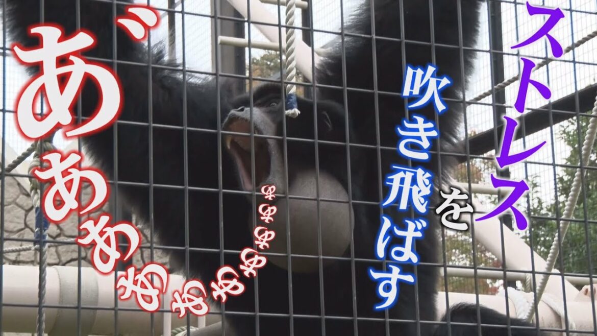 「おじさんの絶叫!?」フクロテナガザル“ケイジくん”の叫び声 (TBSアーカイブ) 「おじさんの絶叫!?」フクロテナガザル“ケイジくん”の叫び声 (TBSアーカイブ)