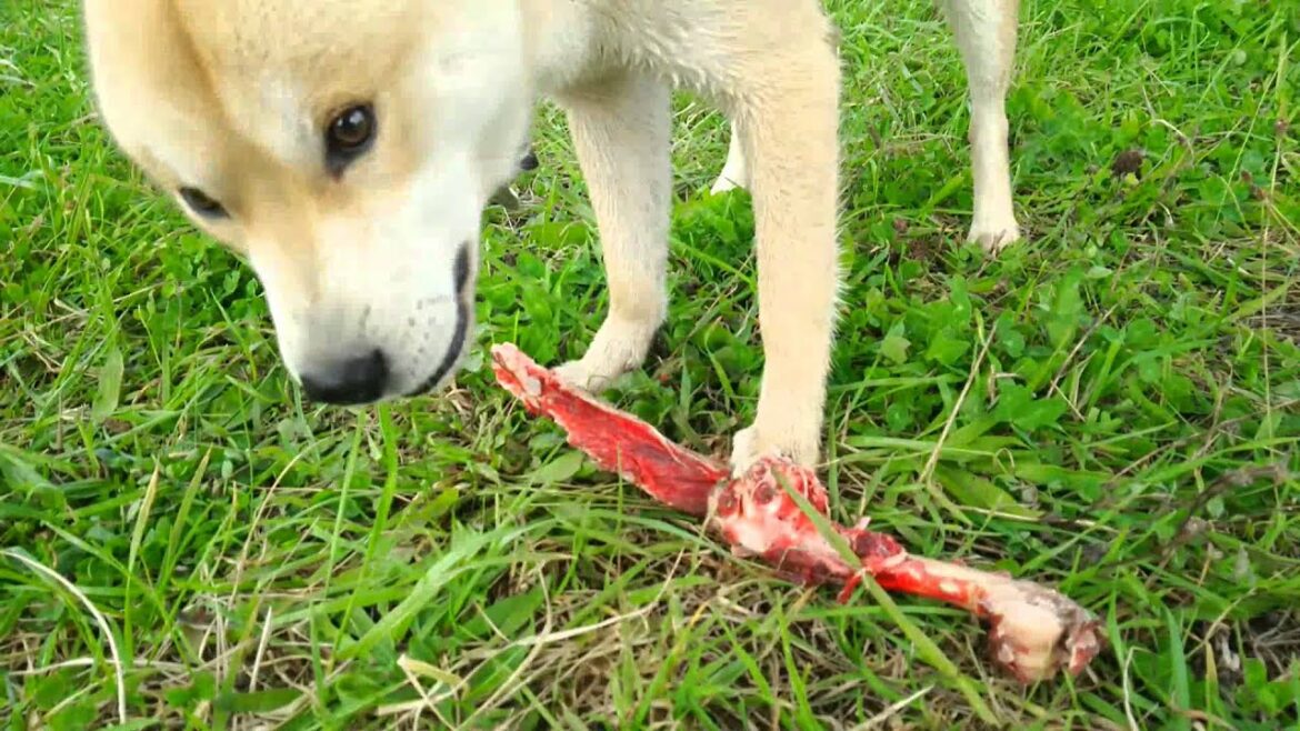 アイヌ犬　牙狼　骨を喰らう　ainudog