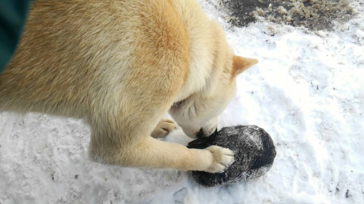 アイヌ犬　牙狼　ヒグマの手　３