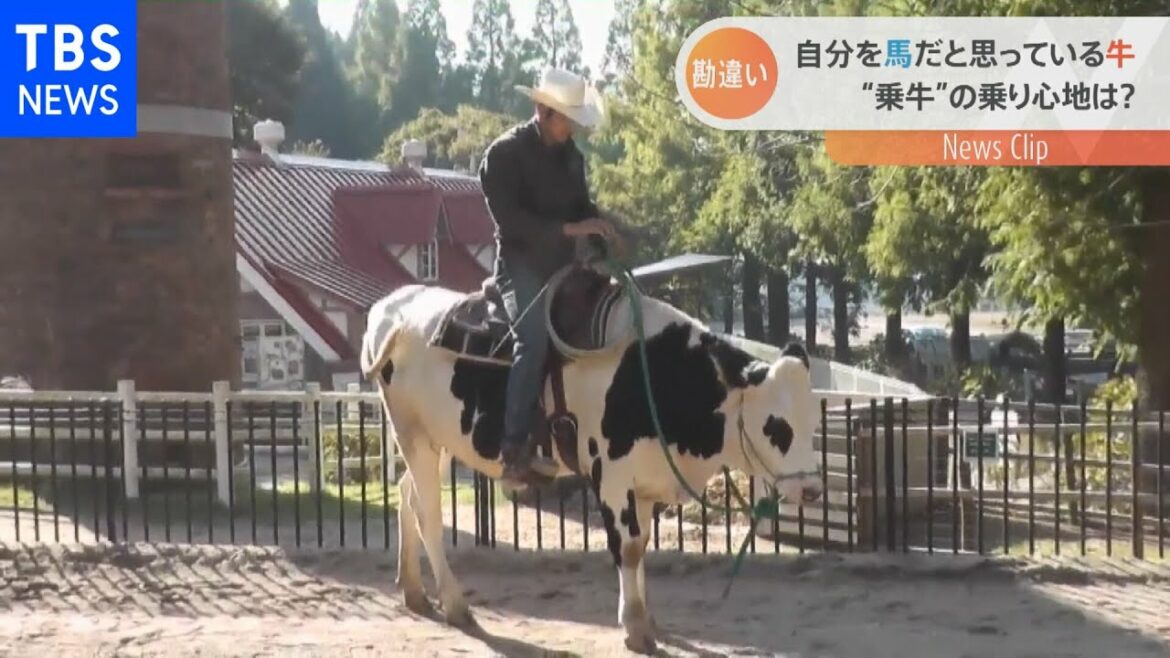馬ならぬ「乗牛」が出来る?育った環境で勘違いした牛【Nスタ】 馬ならぬ「乗牛」が出来る?育った環境で勘違いした牛【Nスタ】