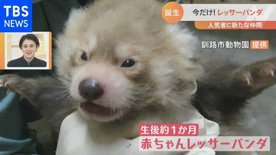 双子レッサーパンダがリンゴサイズ！【Nスタ】