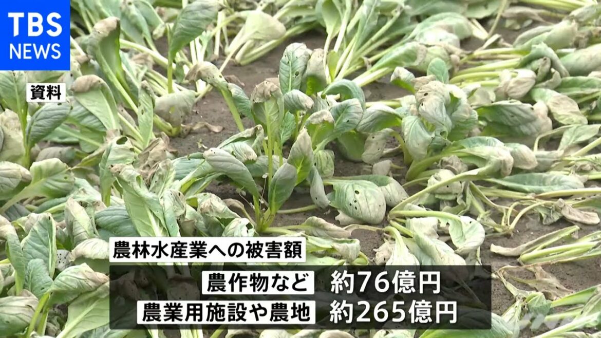 ８月大雨 農林水産関係の被害額が約５９０億円に 長雨で野菜に影響も