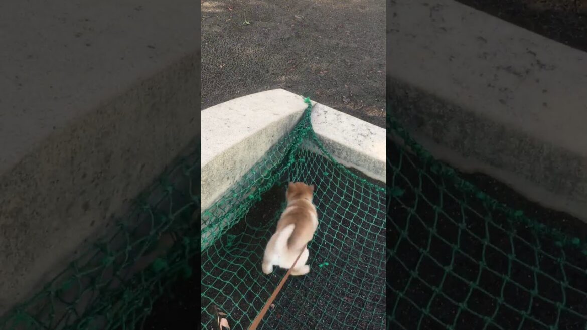 アイヌ犬クー
