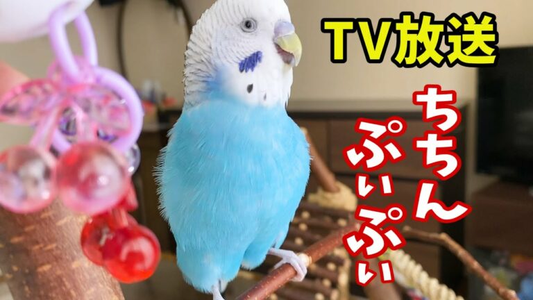うめちゃんきたよ Archives News Wacoca Japan People Life Style