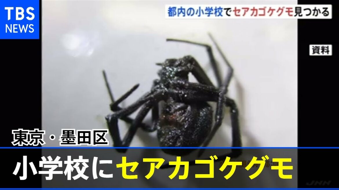 東京・墨田区の小学校でセアカゴケグモ 五輪会場から返却の植木鉢に 東京・墨田区の小学校でセアカゴケグモ 五輪会場から返却の植木鉢に