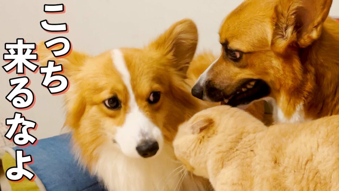 【自己紹介】はじめまして、犬と猫です【コーギー】