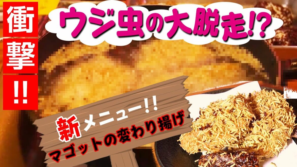 ウジ虫の大脱走！？　いえいえ新メニュー「マゴットの変わり揚げ」｜昆虫食｜井上咲楽