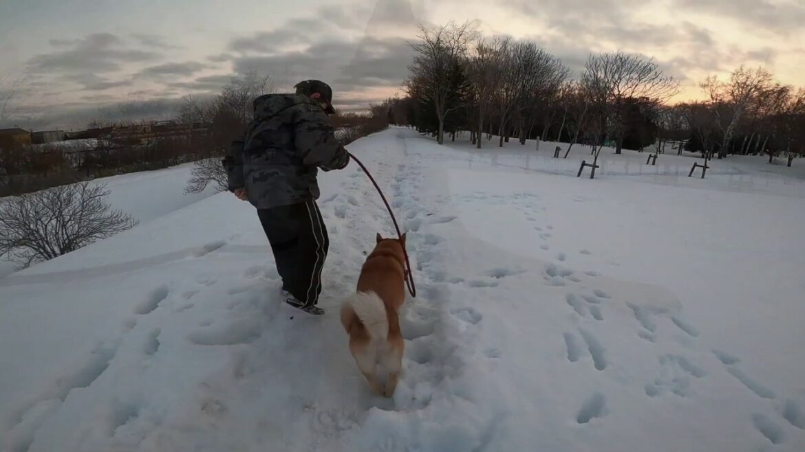 2020.3.8 中島公園（恵庭市） アイヌ犬（北海道犬）キロロ♪ Ainu dog (Hokkaido dog) KIROR in Nakajima Park in Eniwa.