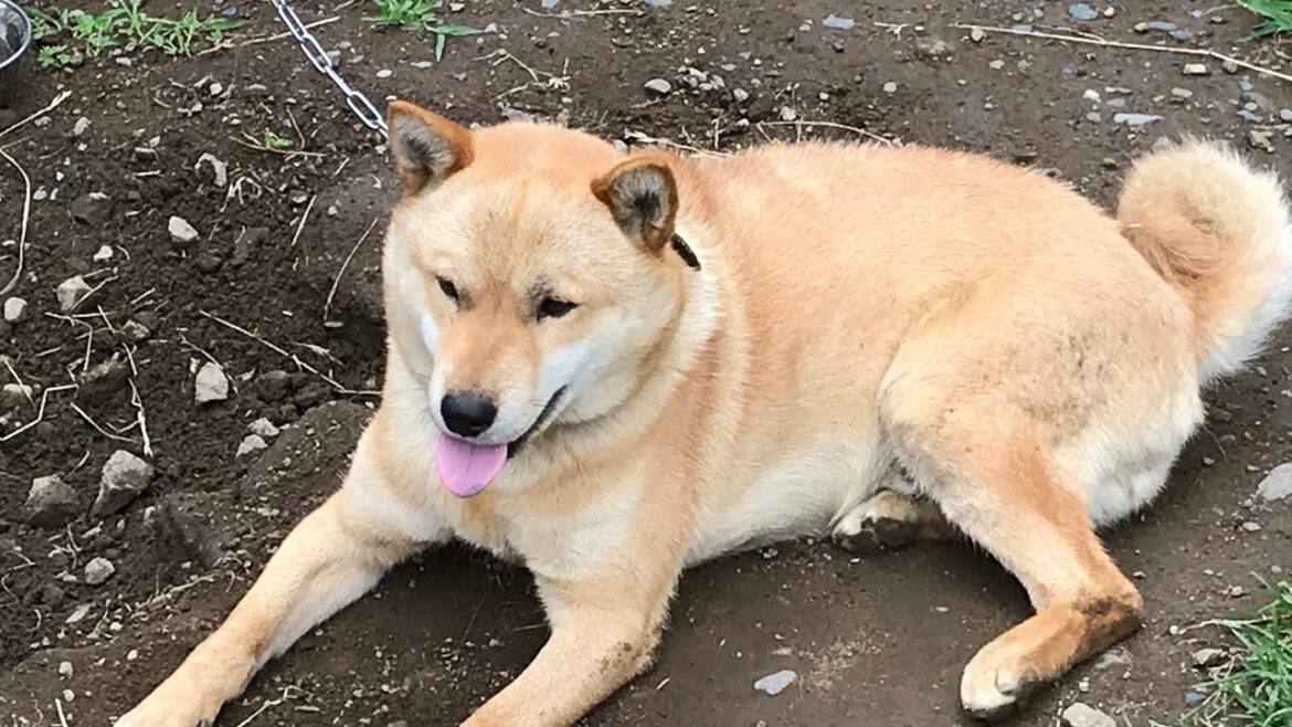 #ワンコ🐕 #北海道犬🐕 #Hokkaido dog #犬🐕 #アイヌ犬🐕 #羆にも怯まない勇敢な子です🐕⚡️ #家族にしか懐かない可愛い子🐕💕 #犬を飼う🐕#日本犬🐕🇯🇵