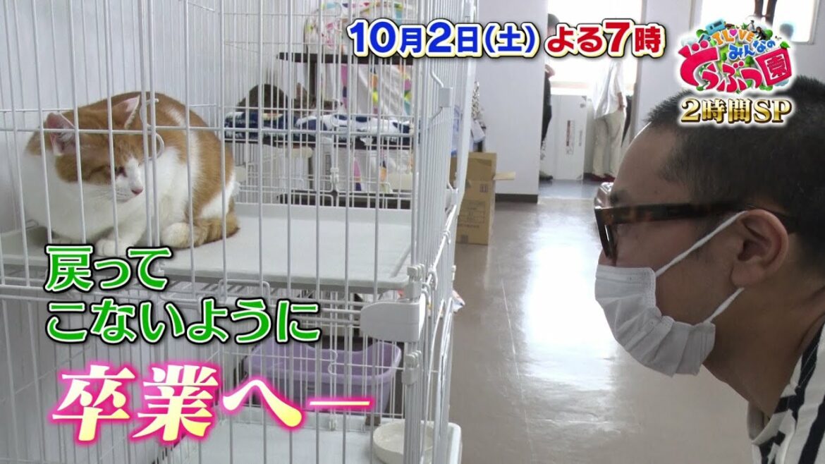 「I LOVE みんなのどうぶつ園」10月2日土曜よる7時放送2時間SP！サンシャイン池崎が預かる保護ネコ明日香、ついに最終回！さらに橋本環奈＆きゃりーぱみゅぱみゅの新企画も！