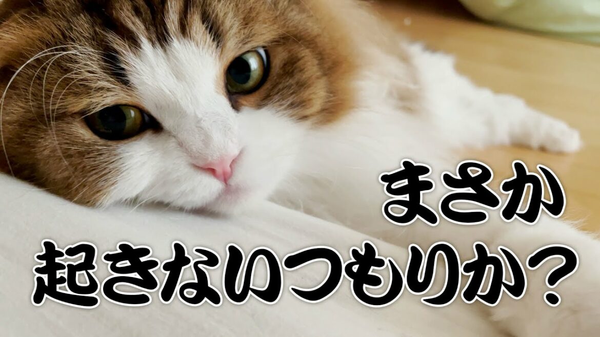 容赦ない起こし方をして娘達の元へ去る猫 容赦ない起こし方をして娘達の元へ去る猫