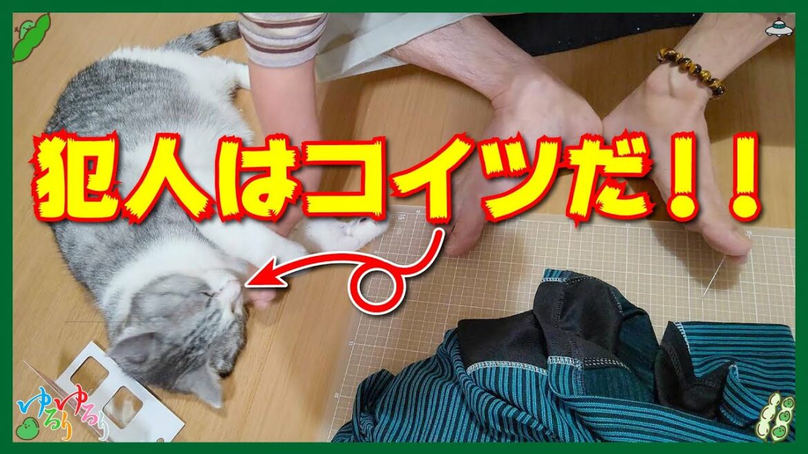 【障害】犯人はコイツだ！！まめさん針仕事をする(^_^)