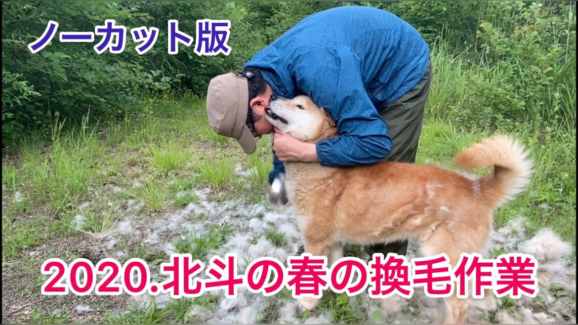 北海道犬、北斗の夏を前に換毛作業！2020。ノーカットで最初から最後まで！説明欄のリンクもHair change work before the summer of Hokkaido dogs