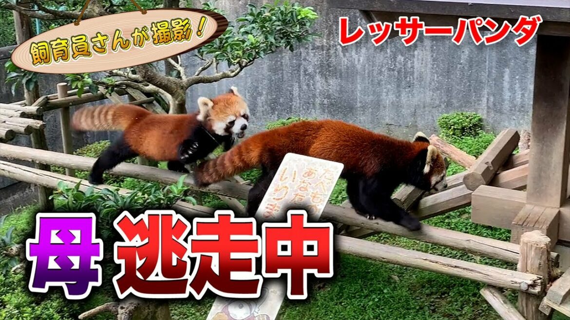 レッサーパンダの子ども ワンパクすぎて母逃走！
