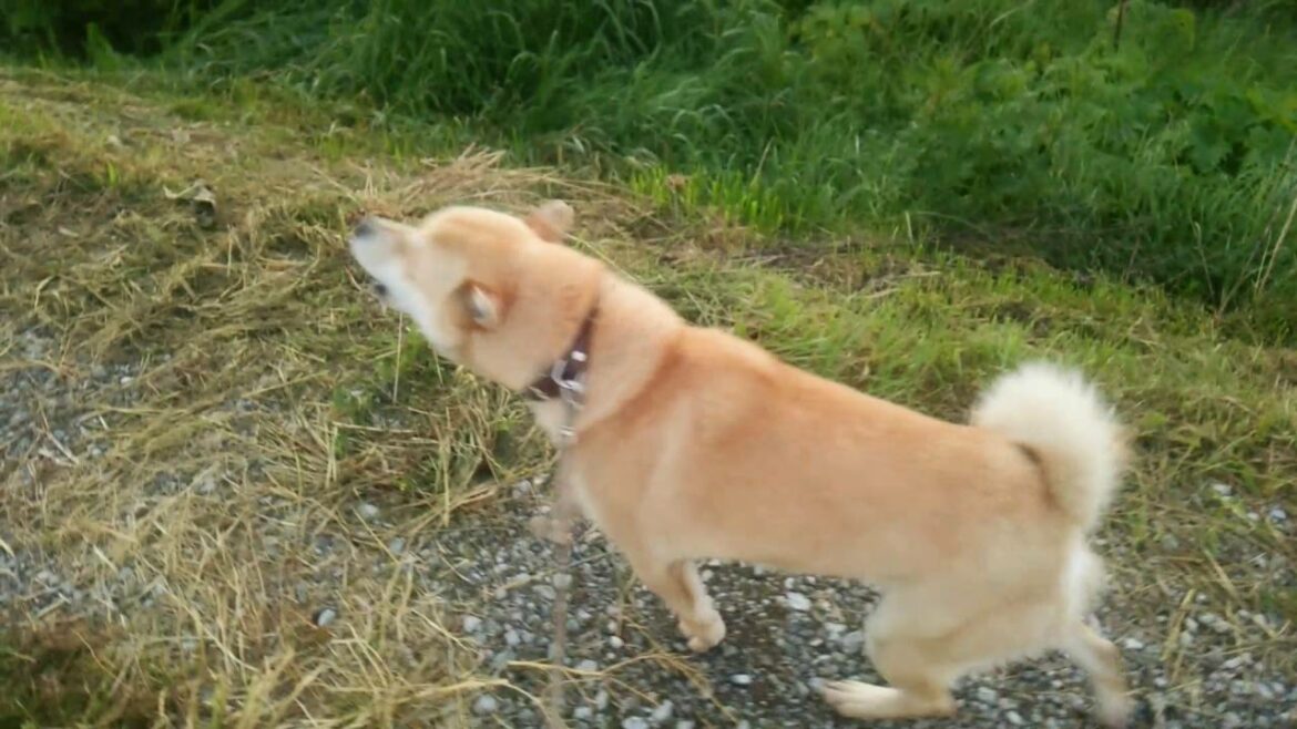 アイヌ犬　牙狼VSバックホゥ(赤)