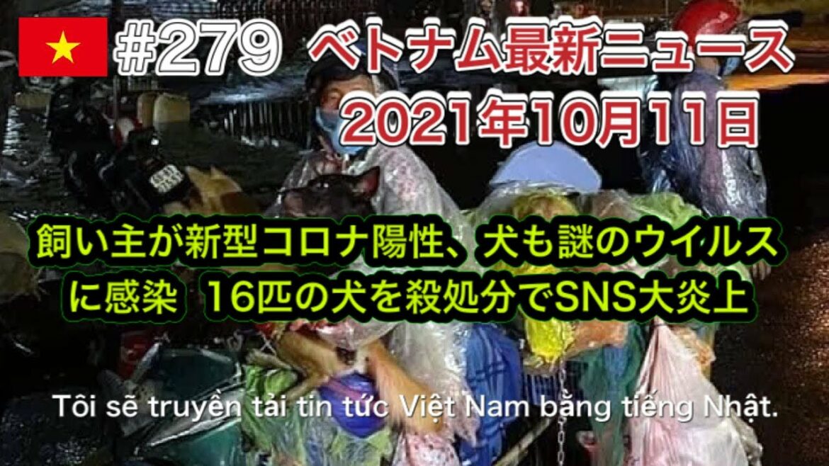 【2021年10月11日 ベトナム最新ニュース紹介】飼い主が新型コロナ陽性で、犬も謎のウイルスに感染 16匹の犬を殺処分しSNSで大炎上、ホーチミン市、都市間バスが11月1日から運行再開予定など 【2021年10月11日 ベトナム最新ニュース紹介】飼い主が新型コロナ陽性で、犬も謎のウイルスに感染 16匹の犬を殺処分しSNSで大炎上、ホーチミン市、都市間バスが11月1日から運行再開予定など