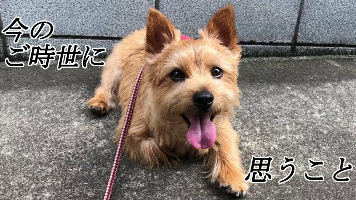 【コロナ】このご時世に思うこと【新生活様式】