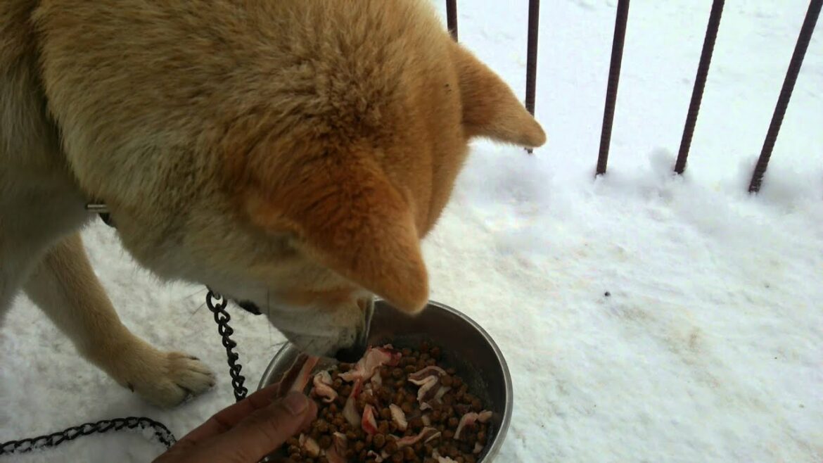 アイヌ犬　牙狼　食事　ainudog