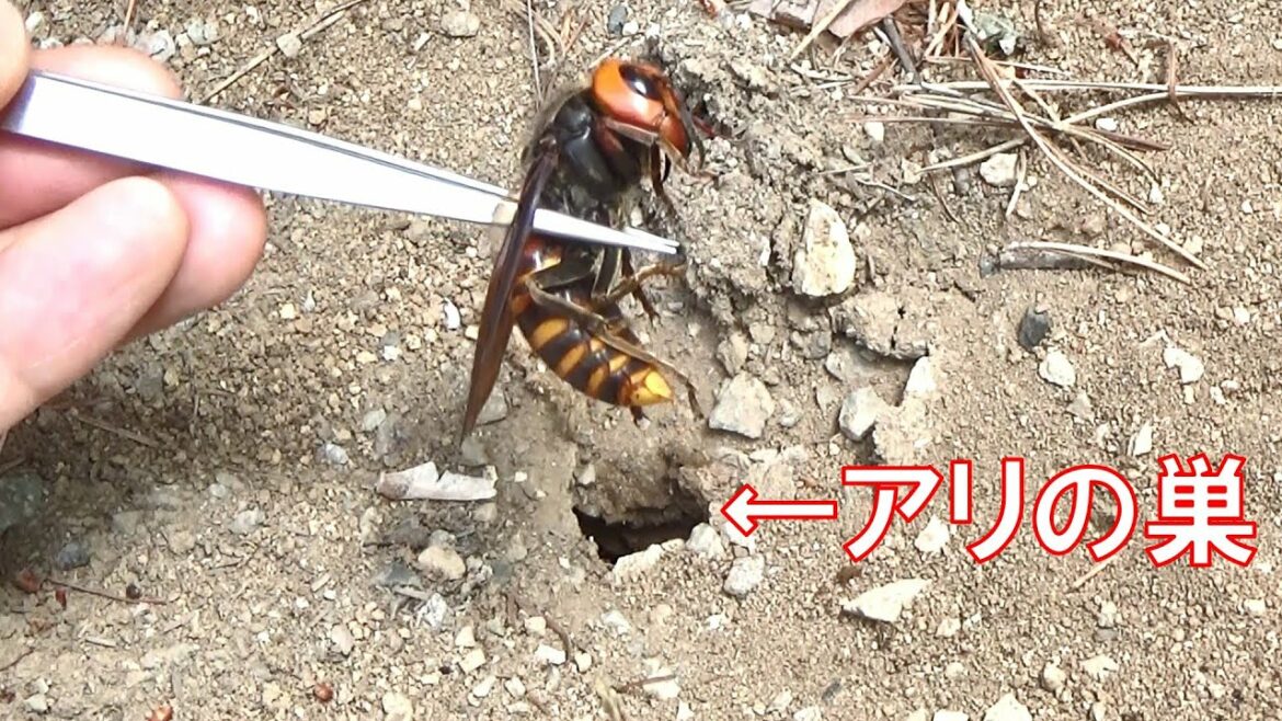 アリの巣穴にオオスズメバチを詰めるとこうなる