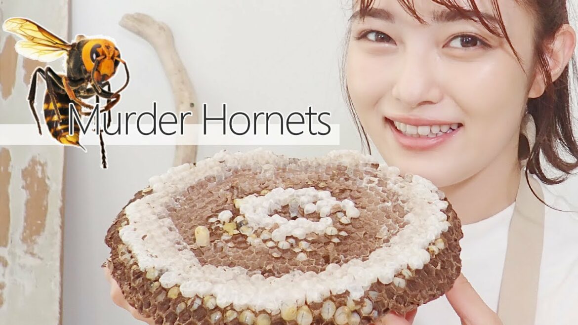 🐝と🌰のハーモニー🥰ハチノコと栗の味噌田楽｜昆虫食｜井上咲楽