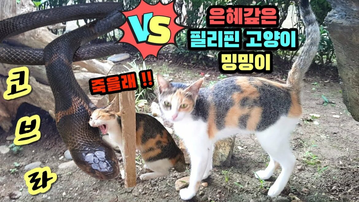 필리핀 실화  주인에게 은혜 갚은 고양이ㅣ코로나 증세로 자가격리 중인 필리핀 필남 가족-필리핀국제 한필커플