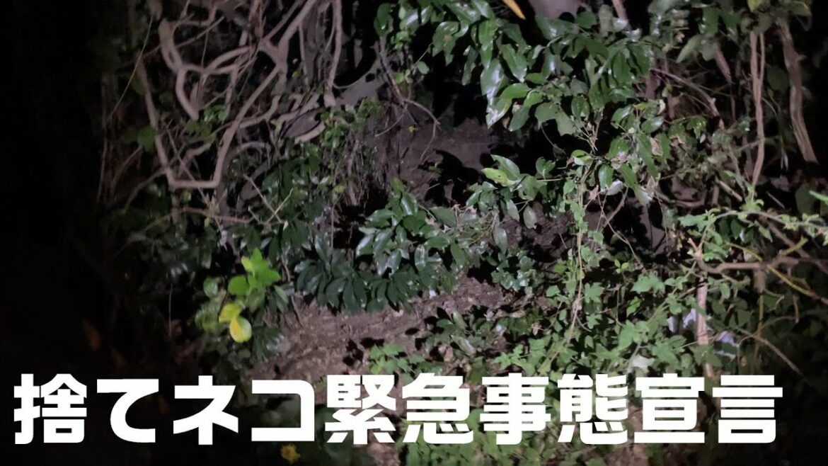 捨てネコ緊急事態宣言！