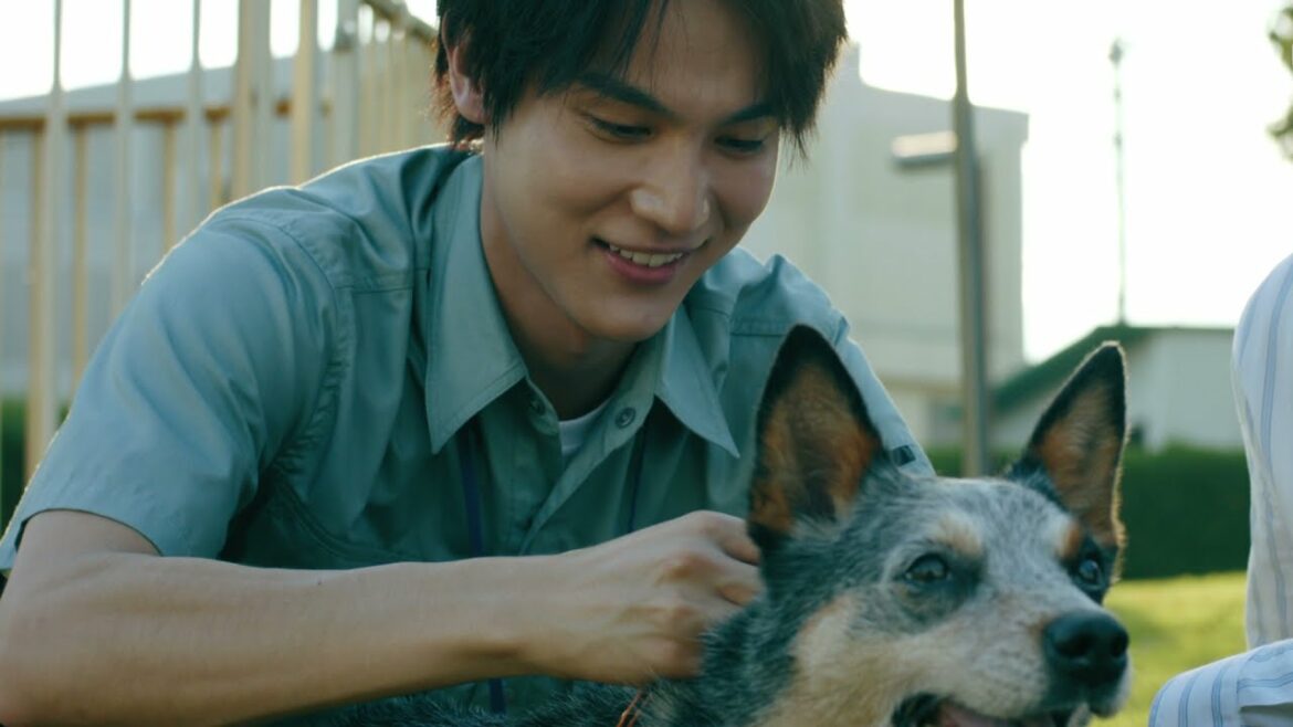 映画「犬部!」特報(出演:林遣都、中川大志 ) 映画「犬部!」特報(出演:林遣都、中川大志 )