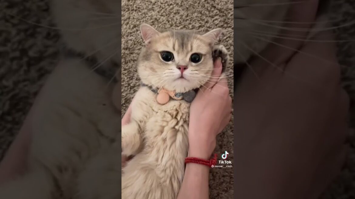 はやくお話ししたい#Shorts