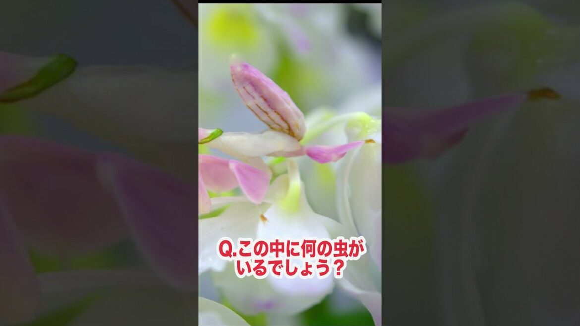 高学歴量産昆虫クイズ【『学研の図鑑LIVE』昆虫シリーズ】QUIZ【動く図鑑/実写】【二月の勝者/ドラゴン桜/中学受験】Bugs & Insects in Japanese #shorts